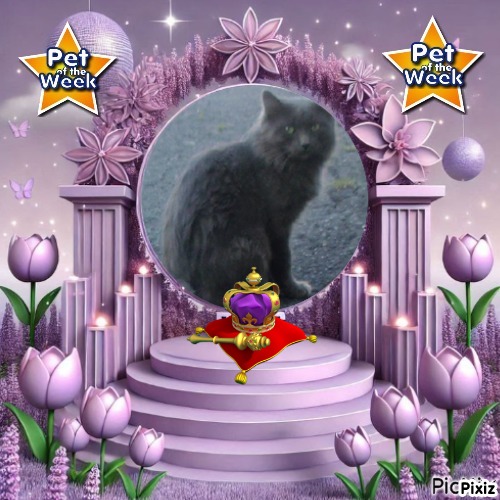 Ti-gris The Feral Cat of the bbct549 family