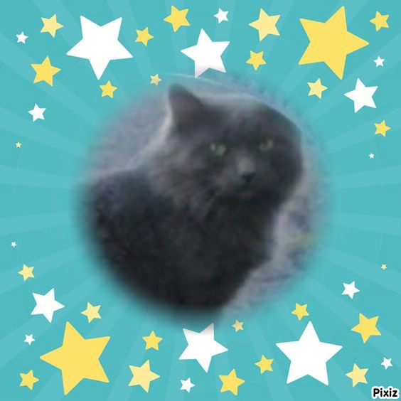 Ti-gris The Feral Cat of the bbct549 family