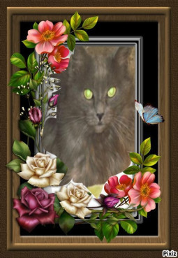 Ti-gris The Feral Cat of the bbct549 family