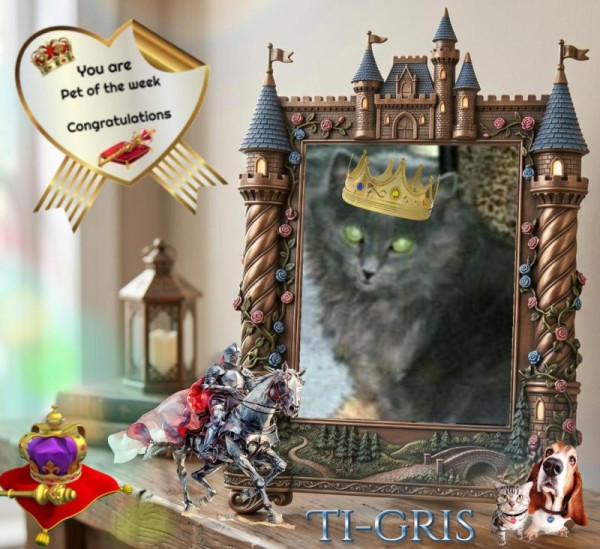 Ti-gris The Feral Cat of the bbct549 family