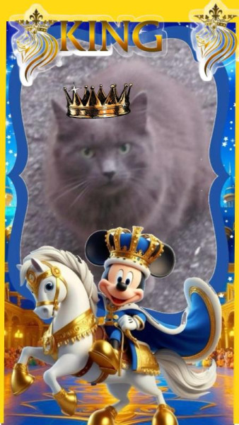 Ti-gris The Feral Cat of the bbct549 family