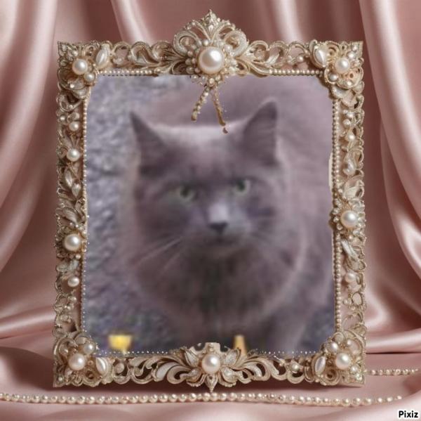 Ti-gris The Feral Cat of the bbct549 family