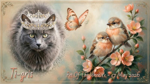 Ti-gris The Feral Cat of the bbct549 family