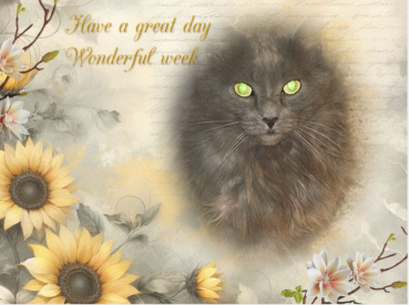 Ti-gris The Feral Cat of the bbct549 family