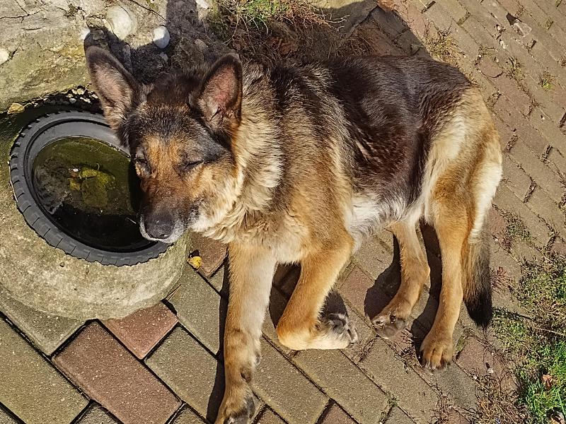 Ronda of the birutakimi family