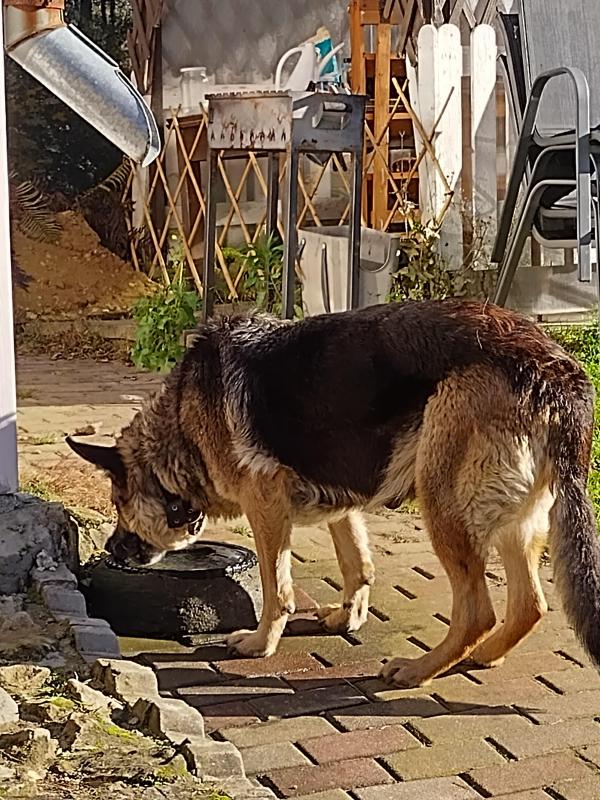 Ronda of the birutakimi family