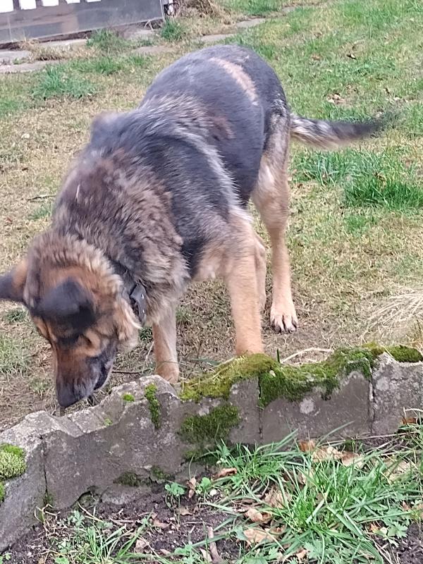 Ronda of the birutakimi family