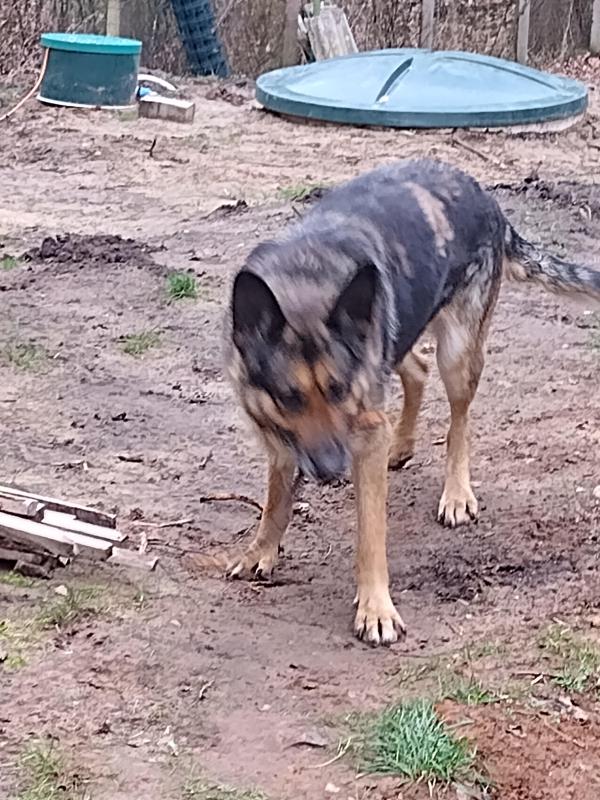 Ronda of the birutakimi family