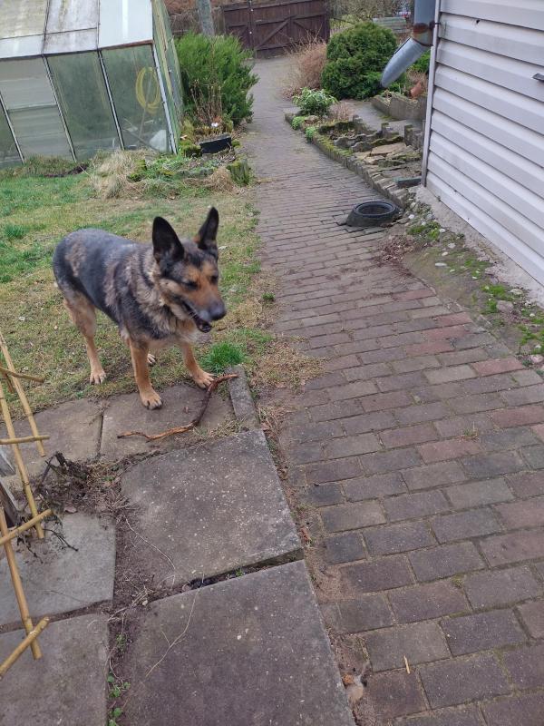 Ronda of the birutakimi family