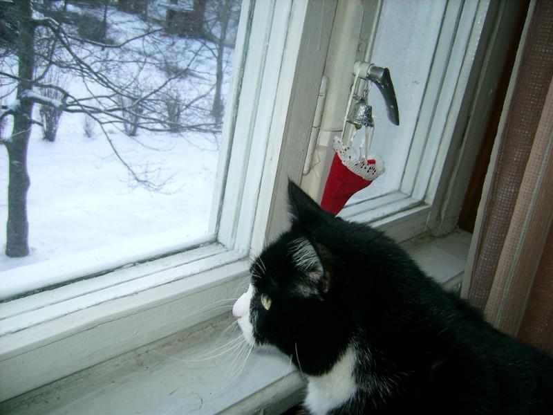 Kimi of the birutakimi family