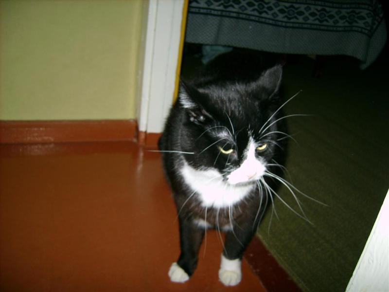 Kimi of the birutakimi family