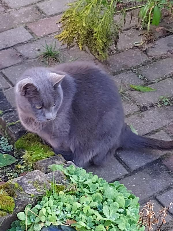 June of the birutakimi family