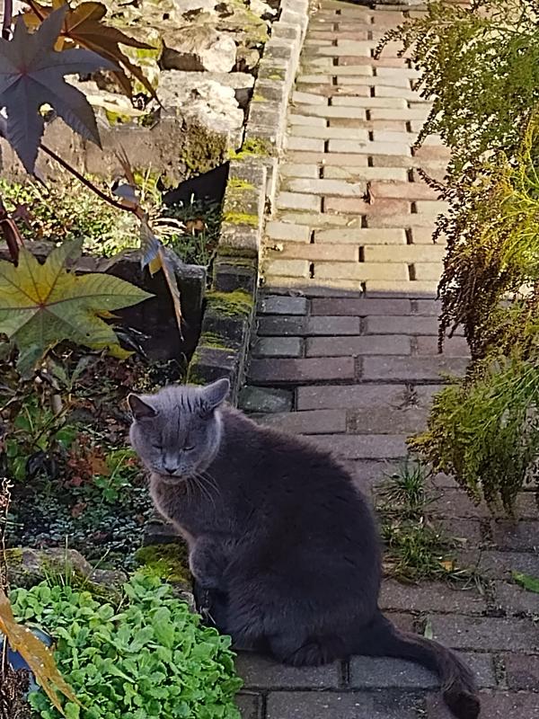 June of the birutakimi family