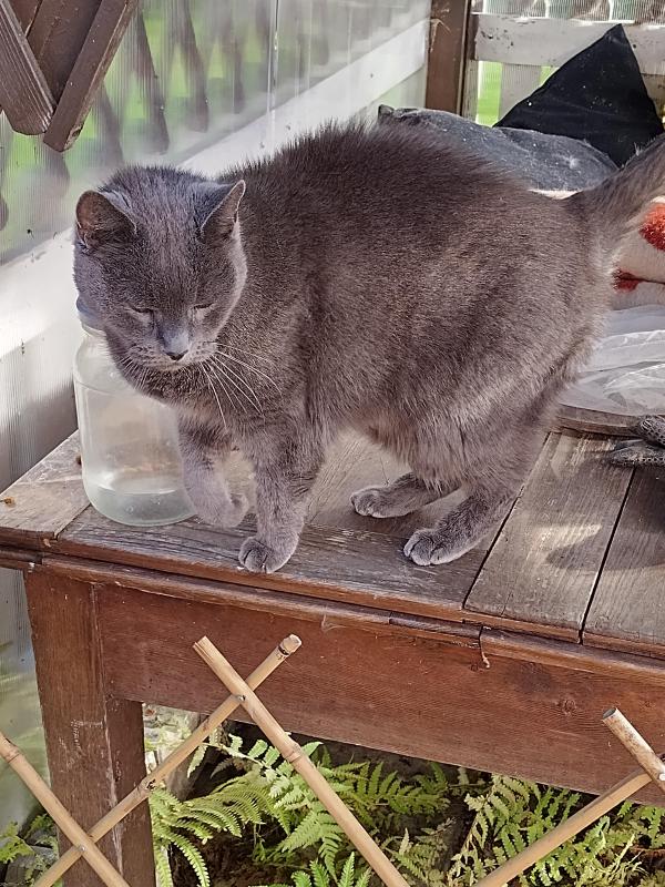 June of the birutakimi family