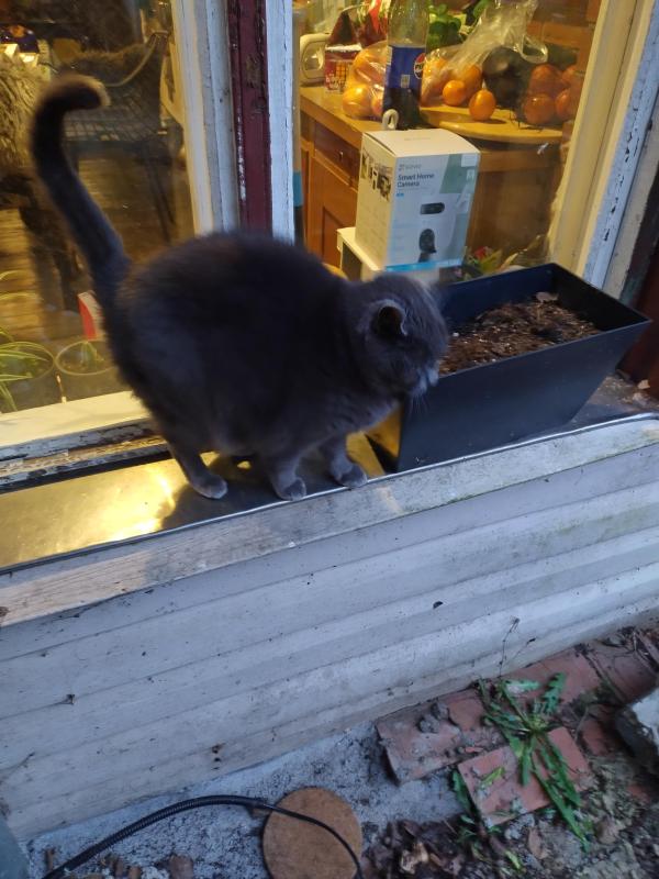 June of the birutakimi family