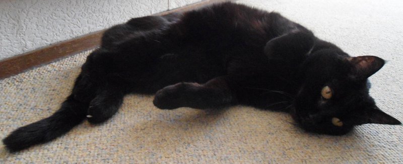 erna63 uploaded   1 year/s ago