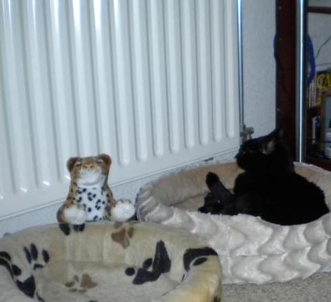 erna63 uploaded   1 year/s ago