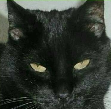 erna63 uploaded   362  day/s  ago