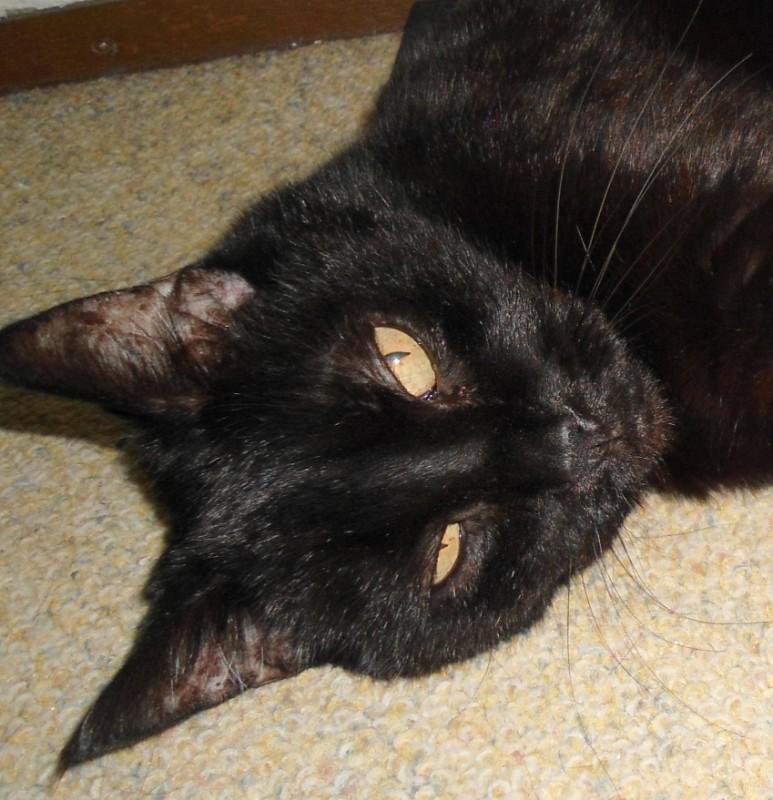 erna63 uploaded   359  day/s  ago