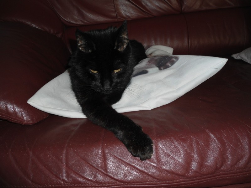 erna63 uploaded   296  day/s  ago