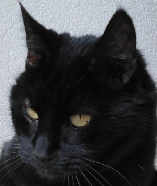 Julio of the erna63 family