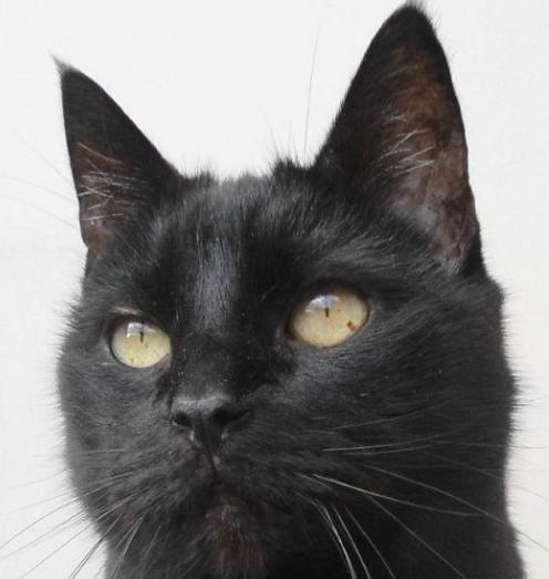 Julio of the erna63 family