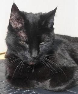 Julio of the erna63 family