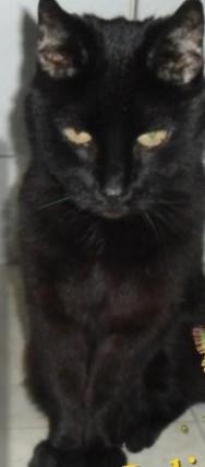 Julio of the erna63 family