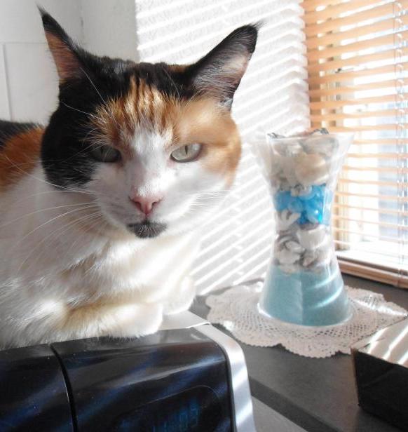 erna63 uploaded   7 year/s ago