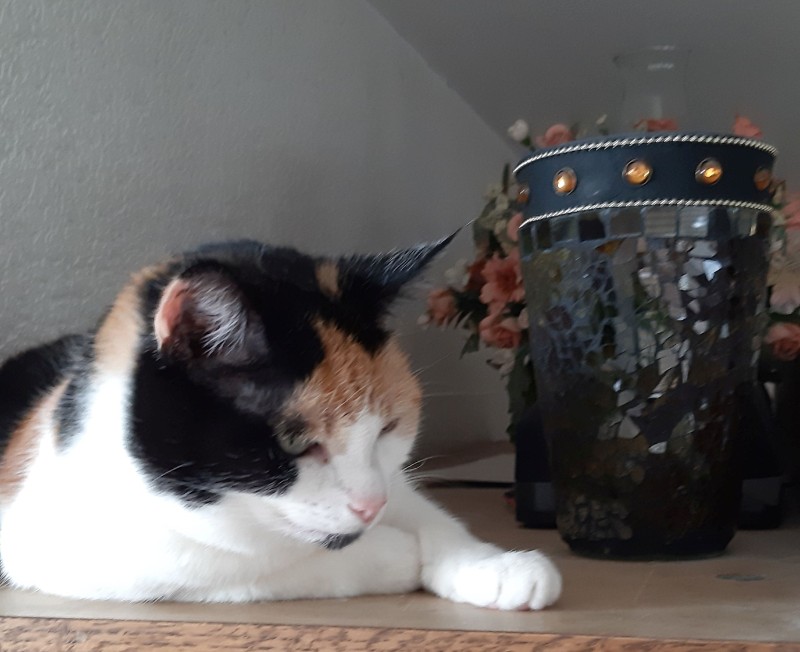 erna63 uploaded   5 year/s ago