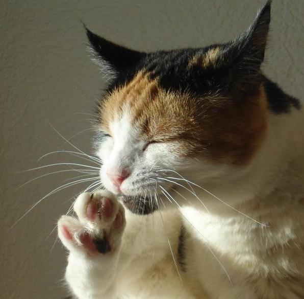 erna63 uploaded   1 year/s ago