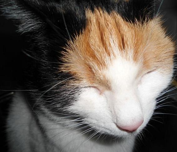 erna63 uploaded   1 year/s ago