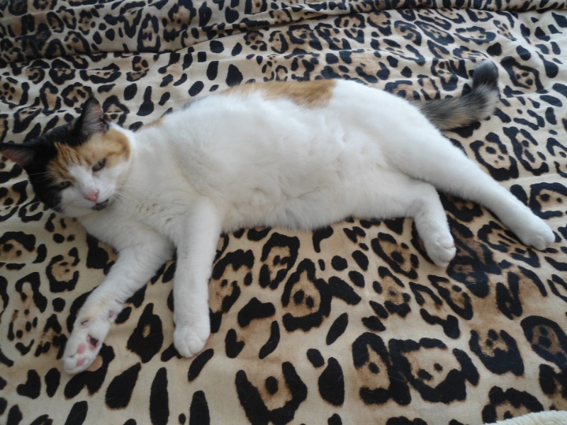 erna63 uploaded   1 year/s ago