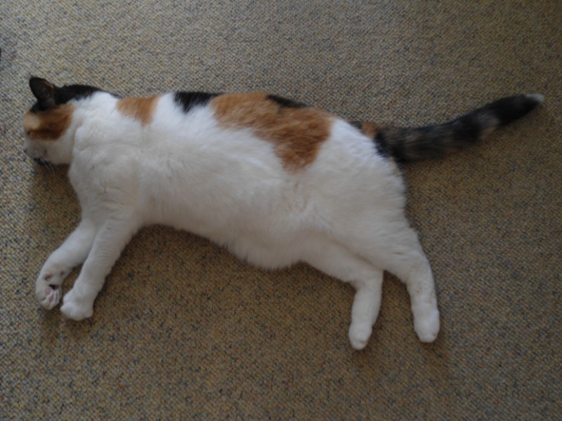 erna63 uploaded   1 year/s ago