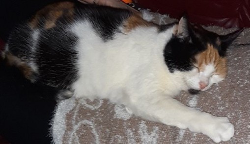 erna63 uploaded   1 year/s ago