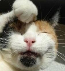 erna63 uploaded   1 year/s ago