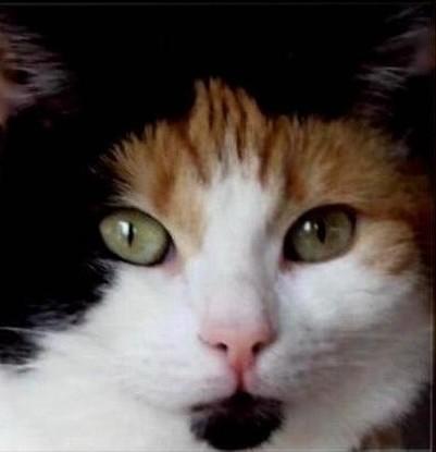 erna63 uploaded   1 year/s ago