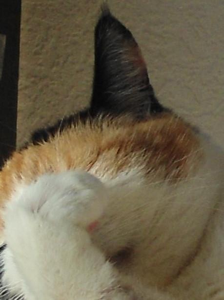 erna63 uploaded   1 year/s ago