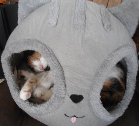 erna63 uploaded   1 year/s ago