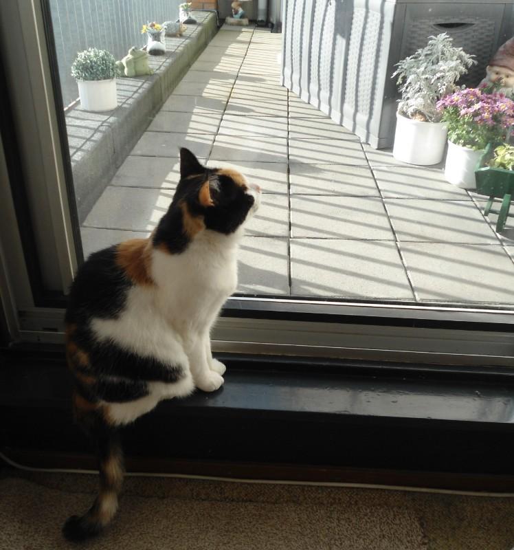 erna63 uploaded   320  day/s  ago