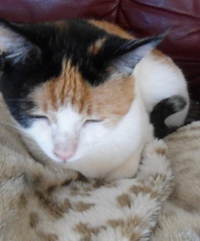 erna63 uploaded   364  day/s  ago