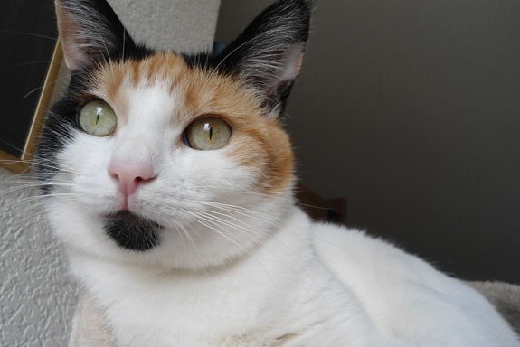 erna63 uploaded   1 year/s ago