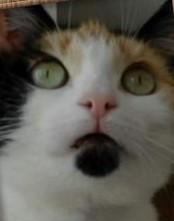 erna63 uploaded   1 year/s ago