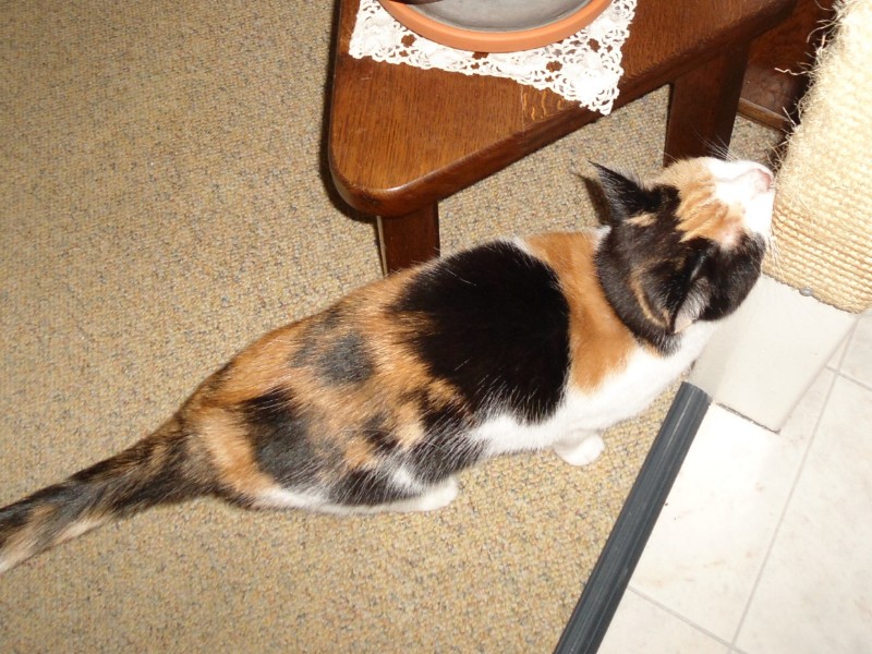 erna63 uploaded   345  day/s  ago