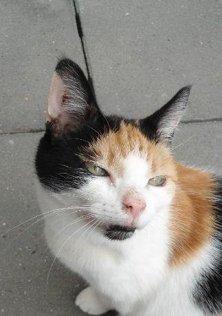 erna63 uploaded   342  day/s  ago