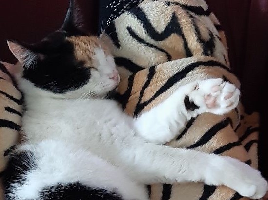 erna63 uploaded   341  day/s  ago