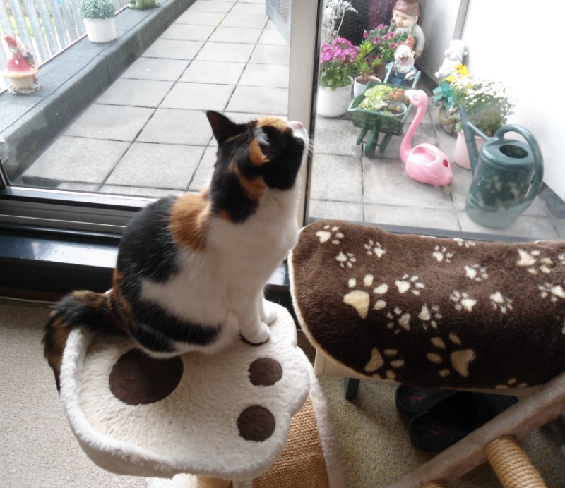 erna63 uploaded   340  day/s  ago