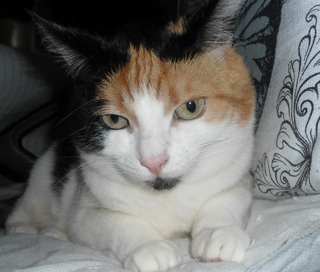 erna63 uploaded   339  day/s  ago