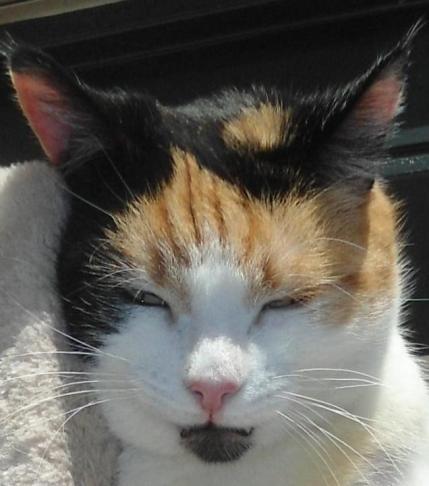 erna63 uploaded   339  day/s  ago