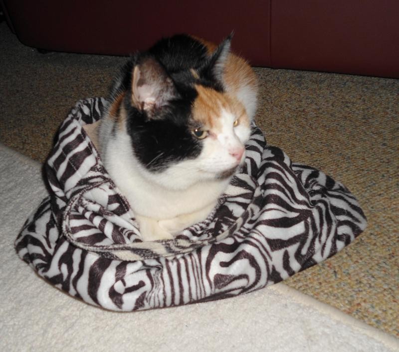 erna63 uploaded   338  day/s  ago